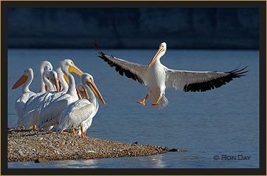 White Pelican Landing